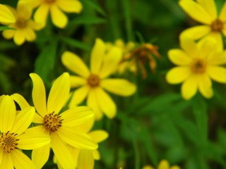 Coreopsis