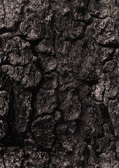 wood and brick background texture