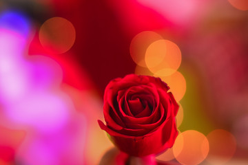 man holding a red rose which is the symbol of love in bokeh background
