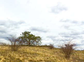 Moravian region, around Podyji National Park, Czech Republic. Vineyard, wine, landscape. Landscape concept.