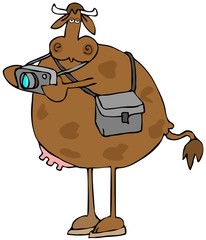 Bovine photographer