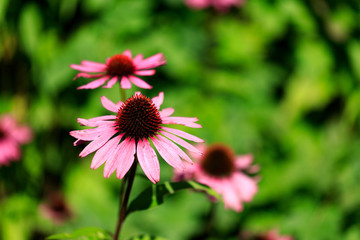 ホソババレンギク