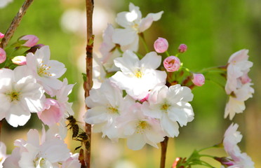 white flowers of cherry tree