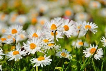 Fototapeta premium field of daisies