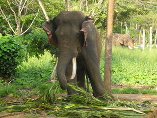 Fototapeta premium Indian elephant eats coconut palm leaves, India, Kerala, Kochi