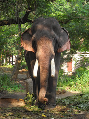 Fototapeta premium Indian elephant eats green plant leaves, India, Kerala, Kochi