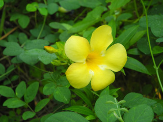 Obraz na płótnie Canvas Tropical plant Allamanda cathartica L. with yellow flowers and green leaves in Kochi, Kerala, India