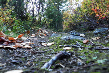 autumn path in the forest