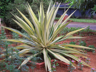 Naklejka na ściany i meble Tropical plant with green white leaves in Kochi, Kerala, India