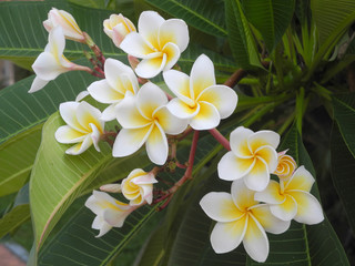 Tropical flowers Frangipani (Plumeria) in Kochi, Kerala, India