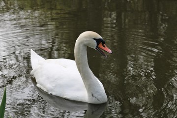 Cygne