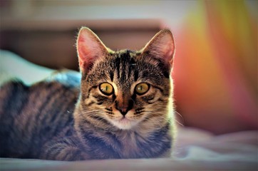 cat