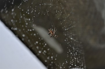 spider on the web