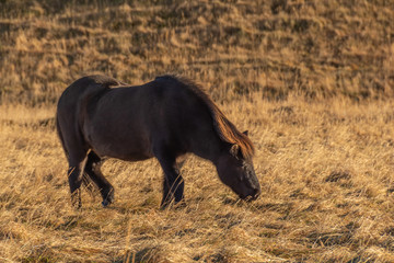 Brown icelandic horse on pasture. Autumn, Iceland