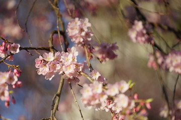 日本の桜