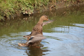 Canard chipeau