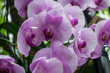 Fototapeta premium Pink Phalaenopsis orchid