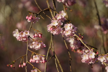 日本の桜
