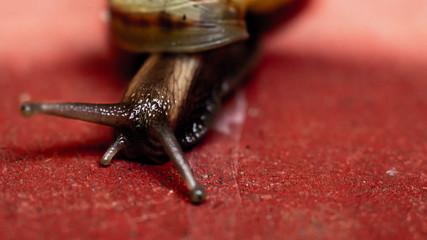 snail walking on red pavement.