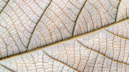 detail closeup structure of brown dry leaf. natural abstract texture background