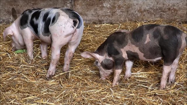 small pigs in straw