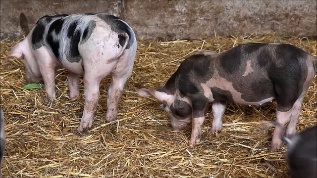 small pigs in straw