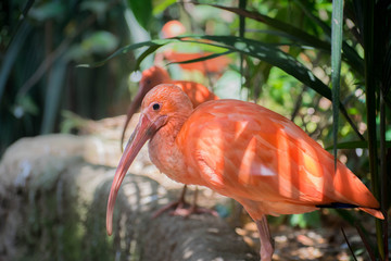 Portrait of a Scarlet Ibis