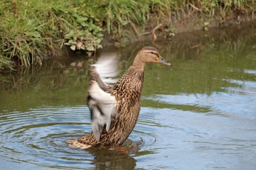 Canard Chipeau