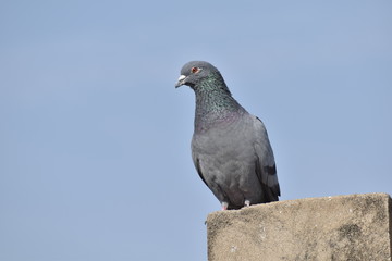 Just click Indian Pigeon 