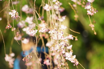 日本の桜