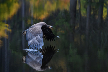 White-tailed eagle flying over water