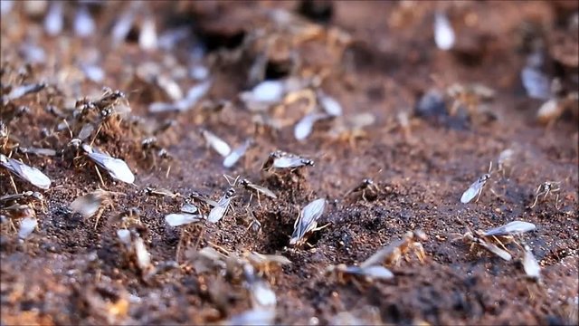 flying ants macro