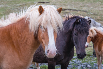 Obraz na płótnie Canvas Icelandic horses in Iceland