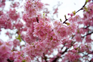 Early Blooming Cherry Blossoms Taken in Japan Name is Kawazu Cherry Blossoms