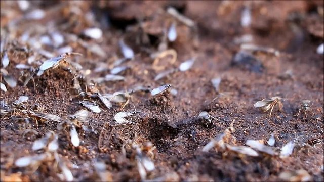 flying ants macro
