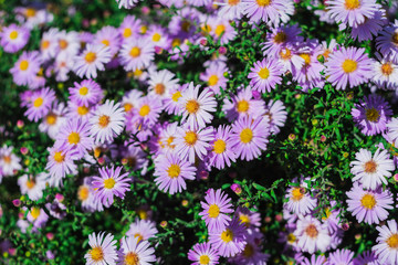 A large number of flowers illuminated by bright sunlight, some of which are in defocusing