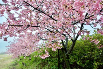 Early Blooming Cherry Blossoms Taken in Japan Name is Kawazu Cherry Blossoms