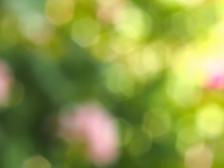 Plakat abstract green blur background
