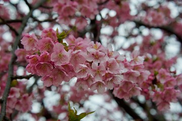 Early Blooming Cherry Blossoms Taken in Japan Name is Kawazu Cherry Blossoms