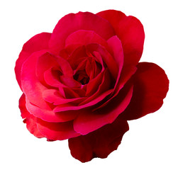 Red rose inflorescence isolated on white background