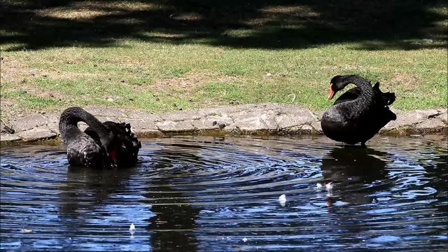 two black swans in a pond cleaning itself,  Cygnus atratus