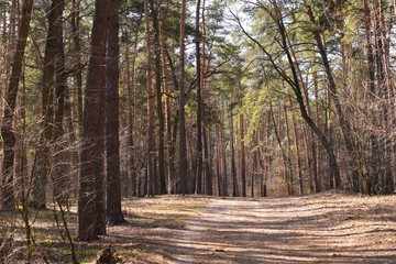 Trail in the spring pine forest with sunlight and shadows on the sand. Beautiful landscapes with evergreen pines at the sunny summer day. Picturesque forest path. Hiking truck in the forest 