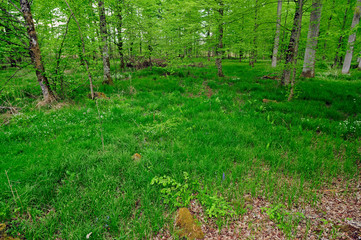 Wald mit dichter Krautschicht in den Save-Auen / Kroatien