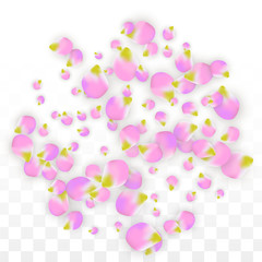 Vector Realistic Pink Petals Falling on Transparent Background.  Spring Romantic Flowers Illustration. Flying Petals. Sakura Spa Design. Blossom Confetti.