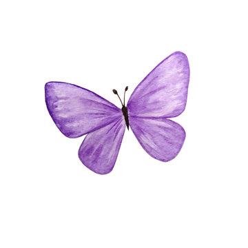 watercolor bright purple butterfly