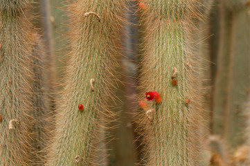 Bright red flowers of desert cactus close up