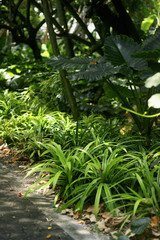 plants in the garden