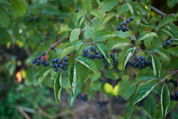Cornus sanguinea