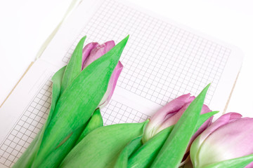 Bouquet of cut pink lilac tulips with a notebook on white background with copy space close up