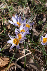 Crocus biflorus